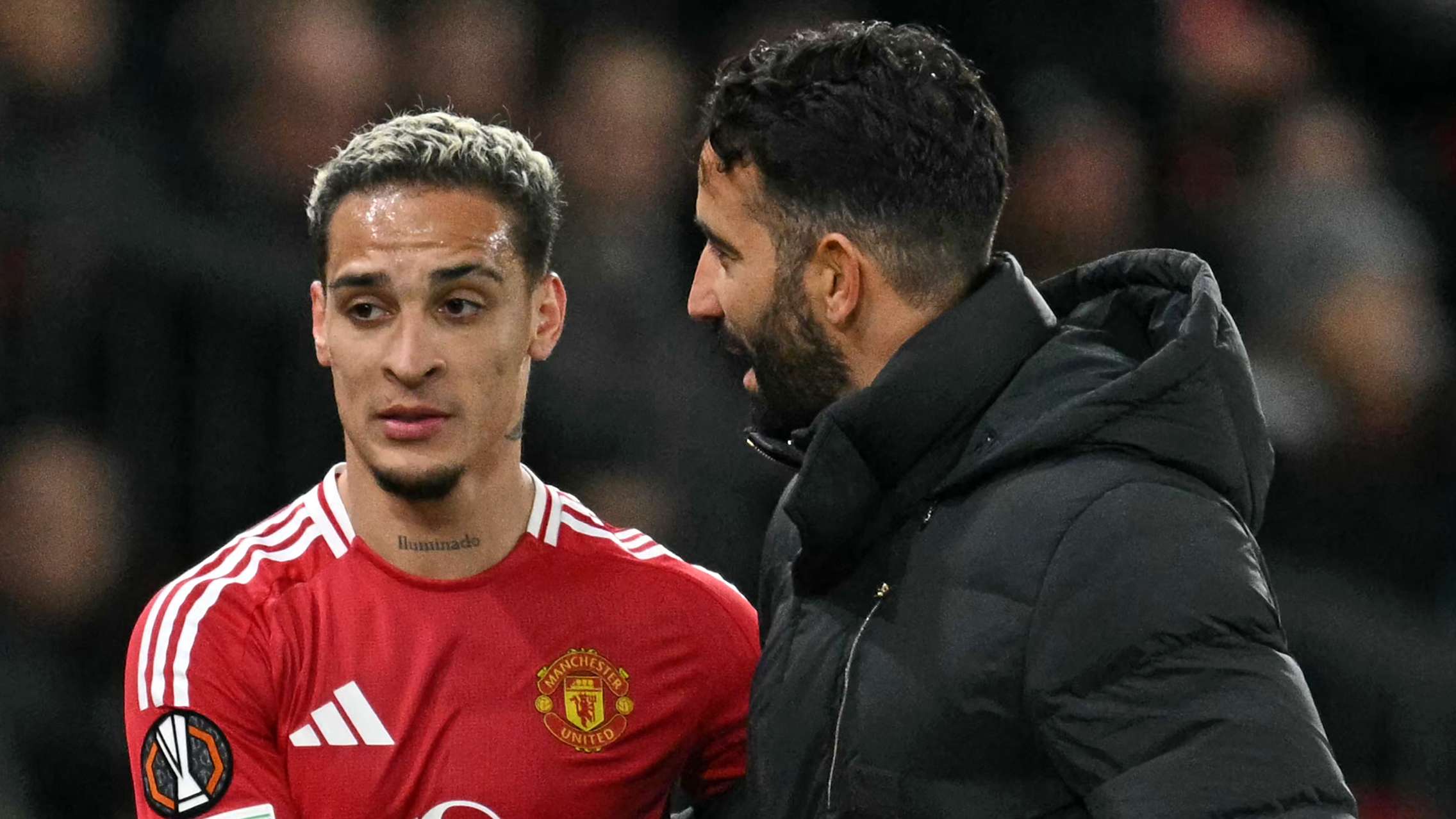 地区落地生 地区落地生